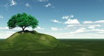 Tree on a green hill on a background of the cloudy sky