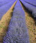 lavender fields in rows agricultural landscape rural