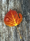 Gold Aspen leaf with drop of water, Colorado