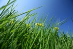 closeup picture of a dandelion  yellow flower among grass and blue sky