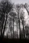 forest in winter with fog