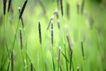 a green field in spring