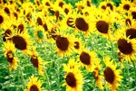 Sunflowers field