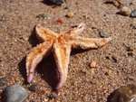 Star Fish on Sand upside down