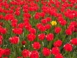 Red tulips forming the background for a single yellow one.