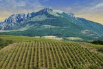 Vineyards at bottom of mountain (the Crimean valley)